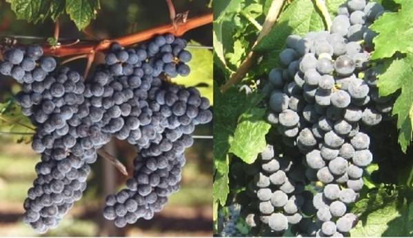 Виноград мерло: описание и характеристика сорта, достоинства и недостатки с фото