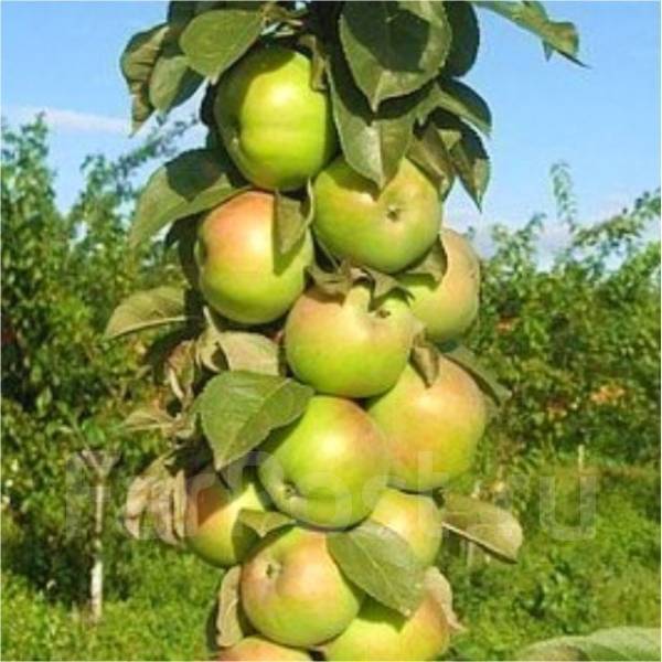 6 самых вкусных колоновидных сортов яблони для урала