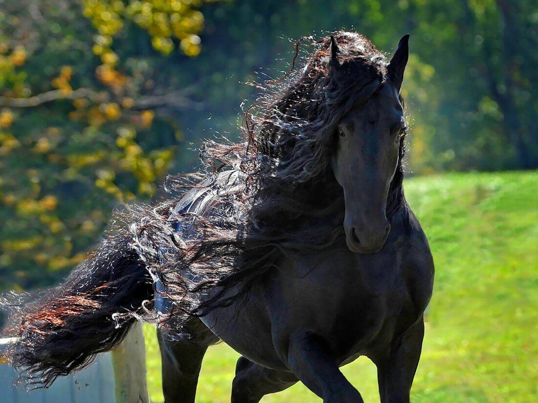 Лошади фризской породы с фото и описанием