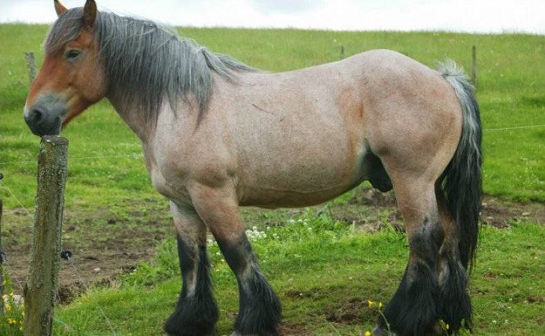 Белорусская упряжная лошадь: описание породы и специфика содержания