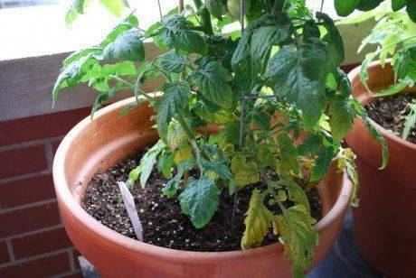 Желтеют листья помидор в теплице: почему и что делать