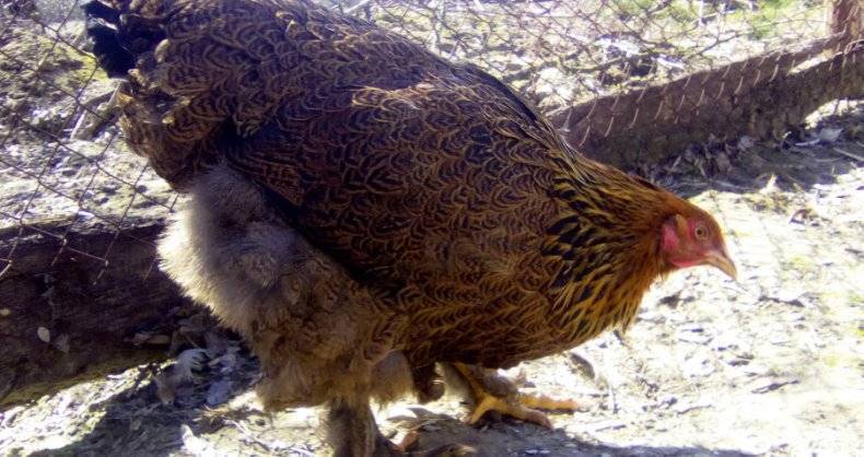 Порода кур амрокс (29 фото): описание и выращивание цыплят, отзывы