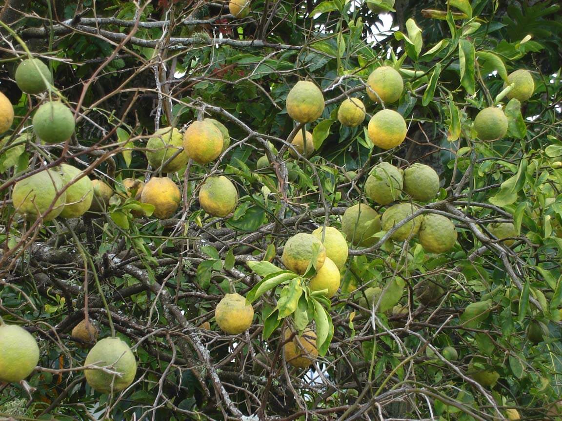 Сорта лимонов с фото и описанием для домашнего выращивания