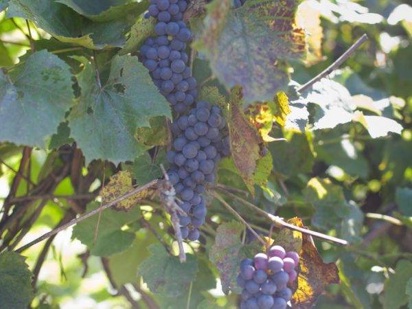 Почему опадает виноград