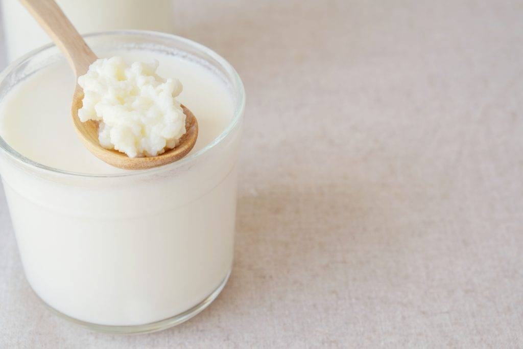 Молочный гриб - как правильно ухаживать и употреблять?