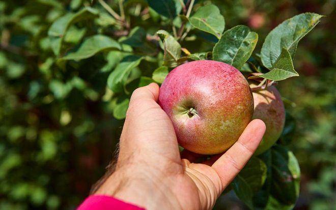 Совет садовода, как ухаживать за яблоней весной