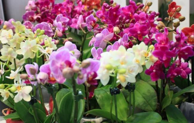 Орхидеи мини: уход в домашних условиях, особенности того, как поливать и пересаживать в закрытую систему с фото