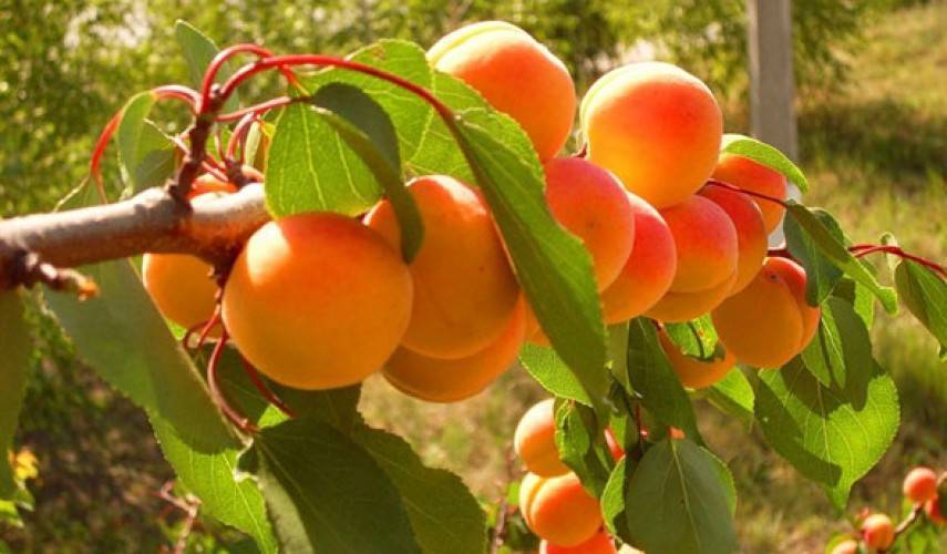 Выращивание абрикоса: посадка и уход в средней полосе россии