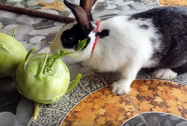 Можно ли давать кроликам капусту?