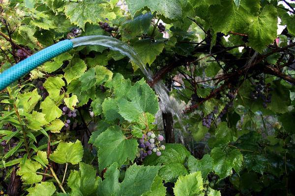 Полив и подкормка винограда весной и летом
