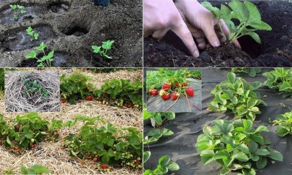 Как и когда лучше пересаживать клубнику, уход после, пересадка во время цветения