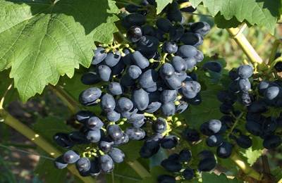 Описание сорта винограда Аттика: отзывы садоводов
