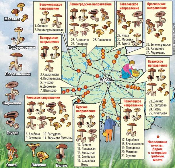 Карта грибов в Подмосковье