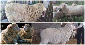 Овцы породы прекос. описание, отзывы, фото и видео