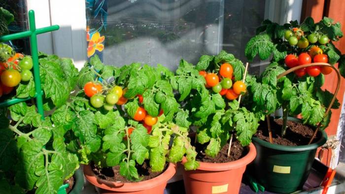 Пошаговый алгоритм выращивания помидоров на балконе