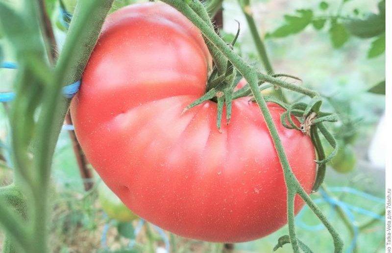 Томат розовый гигант: выращивание и размножение сорта. 115 фото розовых помидор