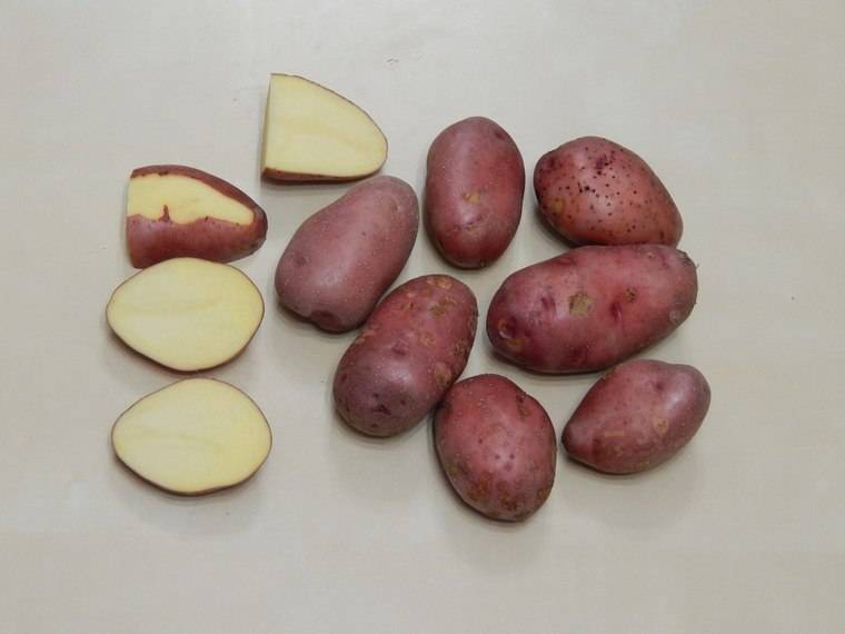 Картофель «кемеровчанин»: характеристика и выращивание