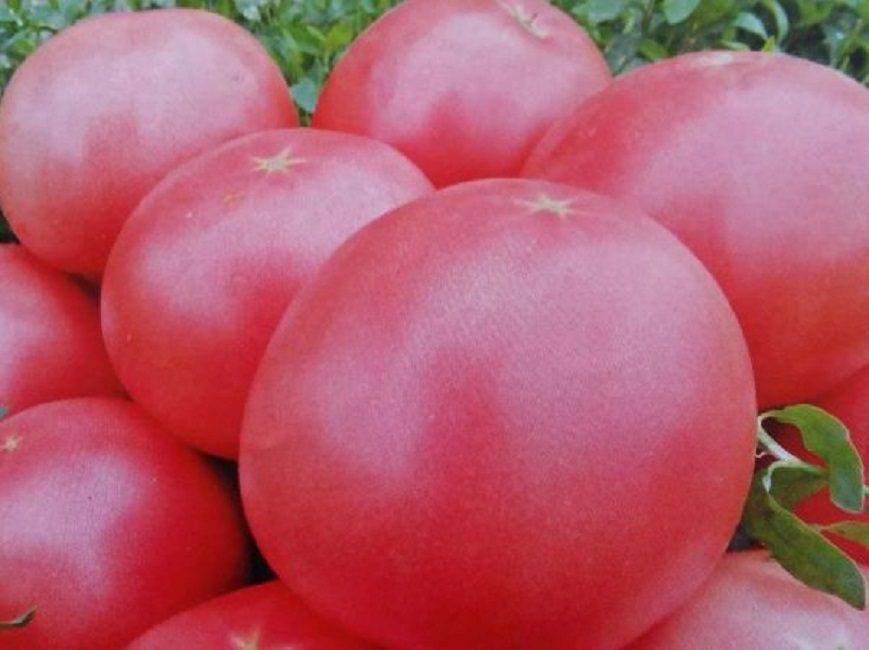 Томаты "инжир розовый" и "красный": описание и характеристики сорта, фотографии плодов-помидоров русский фермер