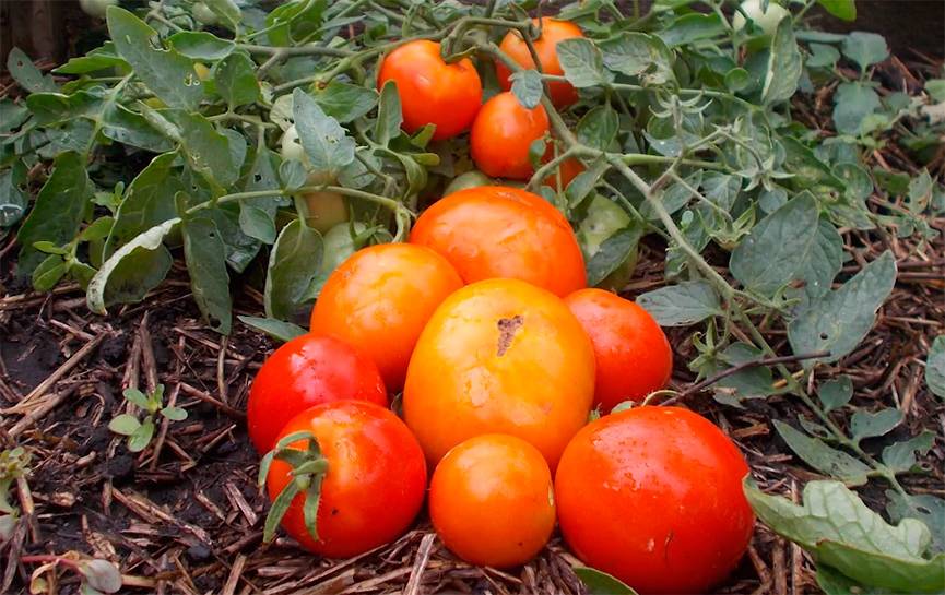 Описание сорта томата японский карлик и урожайность - всё про сады
