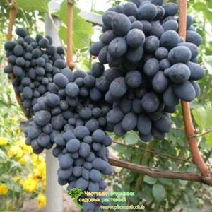 Выращивание винограда «фуршетный»: описание. достоинства и недостатки винограда «фуршетный», особенности сорта - автор екатерина данилова