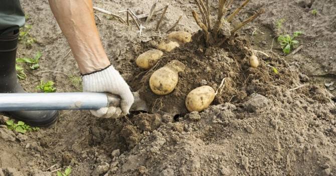 Способы уборки картофеля | подробно о тракторах и сельскохозяйственной технике