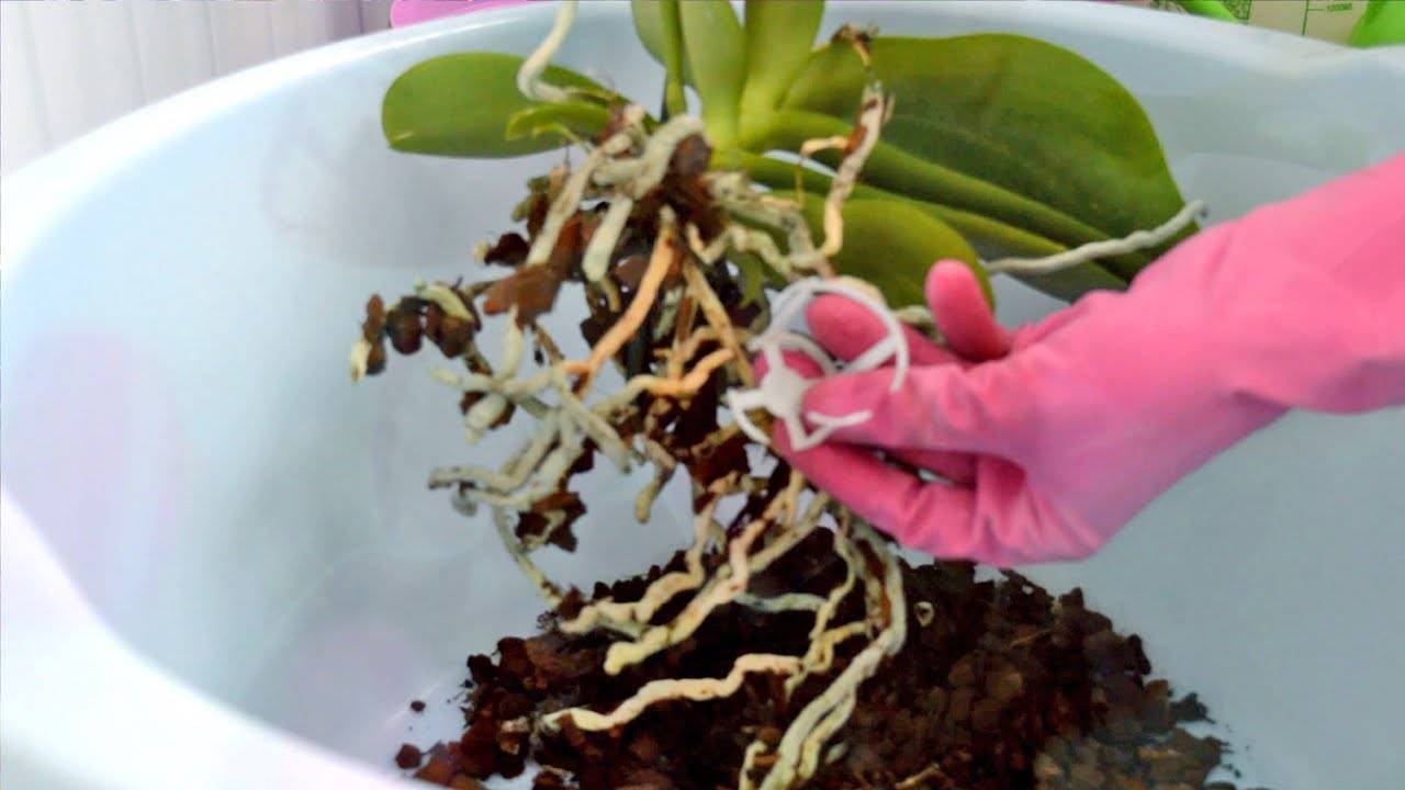 Подготовка и пересадка цветущей орхидеи