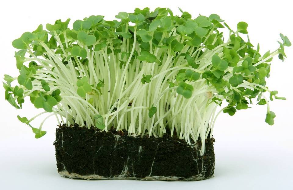 Выращивание кресс салата в открытом грунте, особенности агротехники