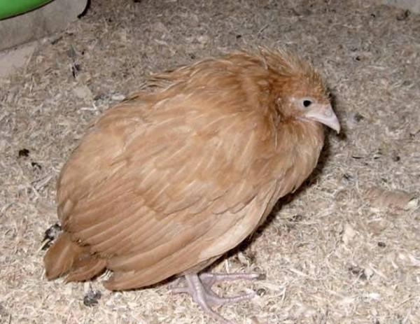 Что такое пуллороз у цыплят и как его лечить?