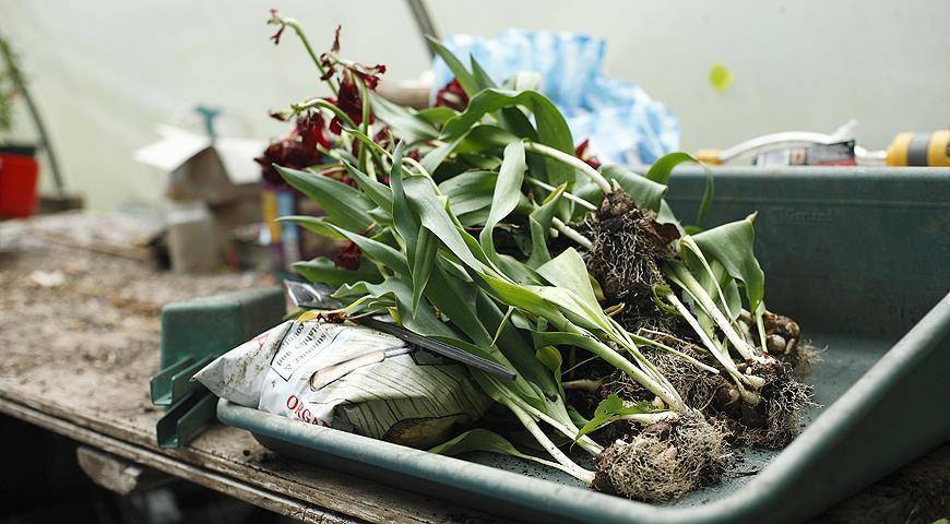 Когда выкапывать тюльпаны после цветения. как хранить луковицы до посадки