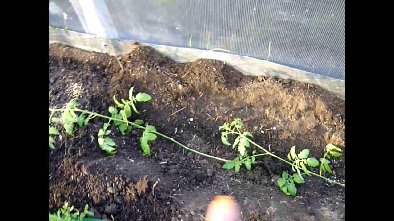 Как правильно сажать рассаду помидоров: 2 способа