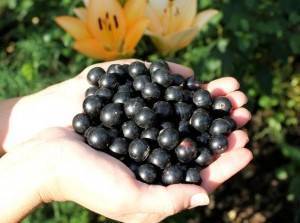 Сорт черной смородины добрыня: описание, отзывы