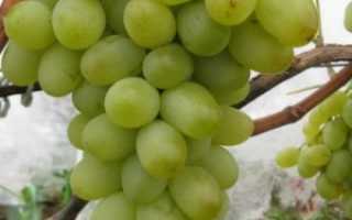 Виноград подарок запорожью: описание сорта, фото, отзывы