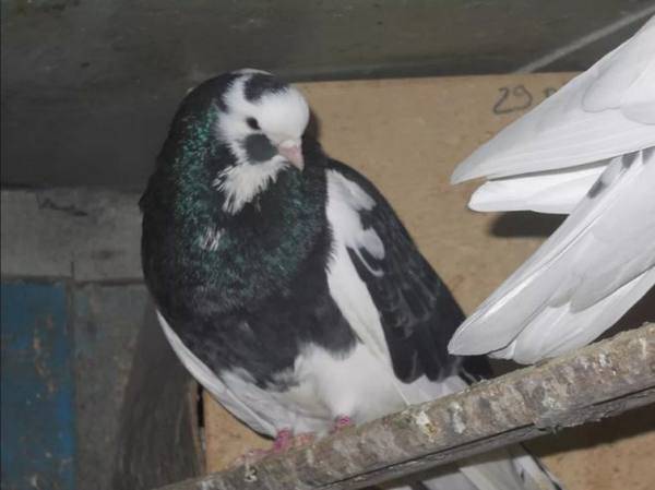 Венгерские голуби: фото, описание