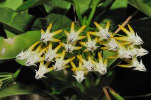 Посадка хризантемы мультифлора и уход за ней в открытом грунте: шаровидные сорта