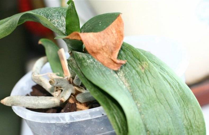 У орхидеи вянут листья: основные причины и способы их устранения