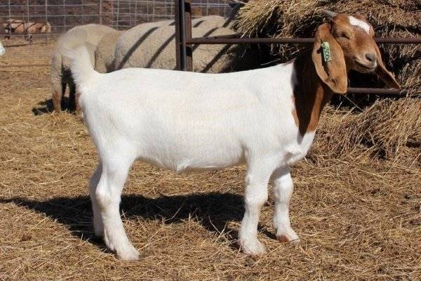 Немецкая пестрая порода коз – описание, особенности 2021