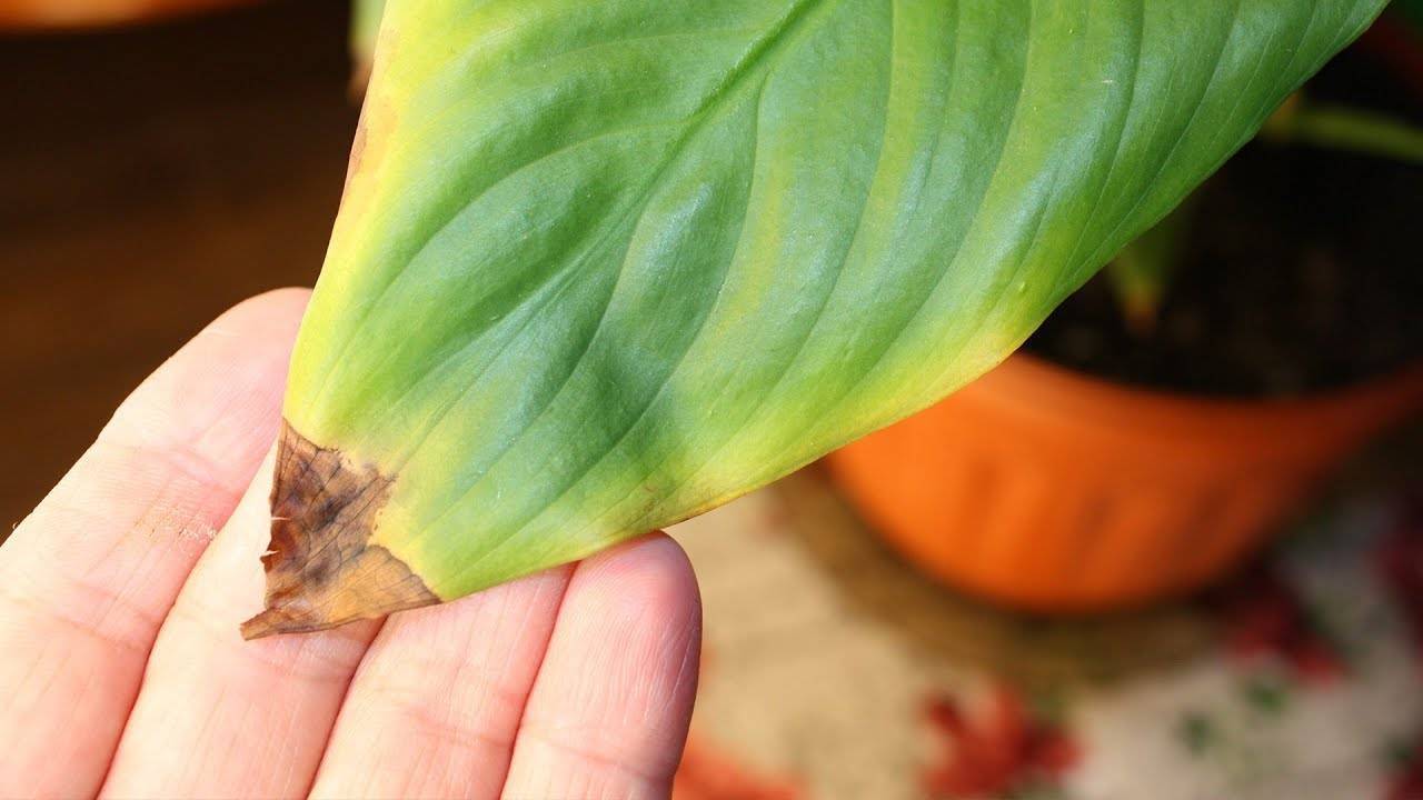 Края листьев спатифиллума сохнут и чернеют: причины потемнения кончиков, лечение