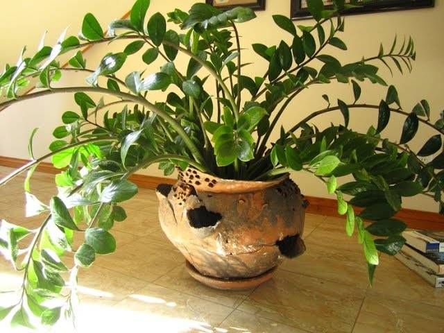 Замиокулькас (цветок безбрачия): приметы и суеверия, можно ли держать дома долларовое дерево