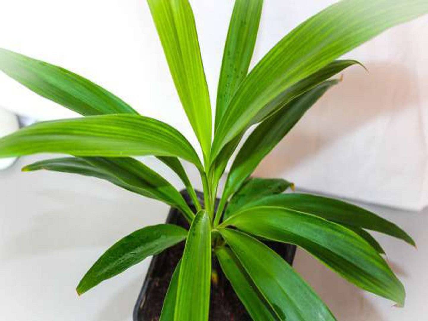 Комнатный цветок кордилина: фото растения, уход, размножение в домашних условиях