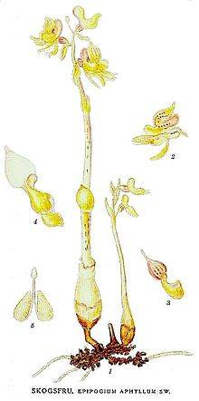 Венерин башмачок (110 фото): описание растения из красной книги