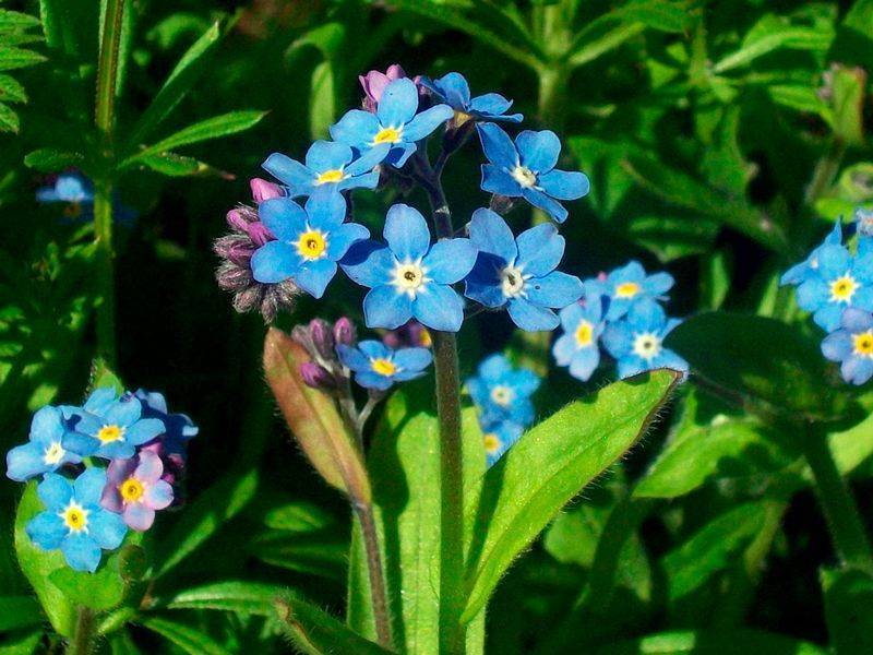 Незабудка(цветок): фото, описание и виды растения