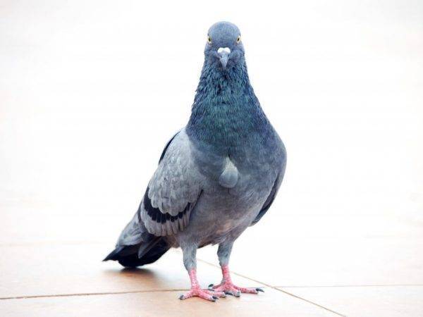 Как приготовить голубей в домашних условиях: описание