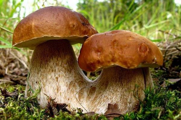 Названия съедобных и несъедобных грибов с картинками: съедобные и несъедобные, фото, видео