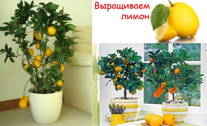 Посадка лимона в домашних условиях