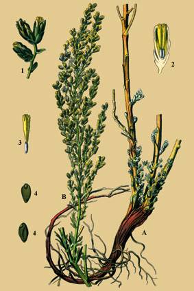 Лекарственные травы от аллергии | компетентно о здоровье на ilive