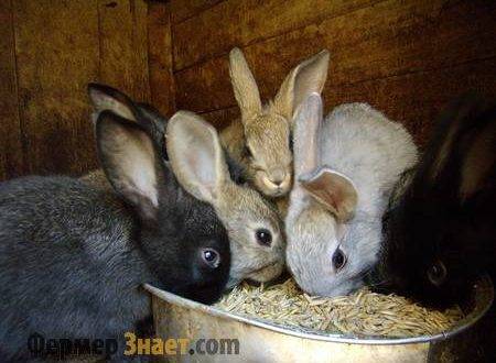 Чем лучше всего кормить кроликов?