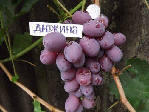 Гибридный виноград Дюжина — характеристика и отзывы