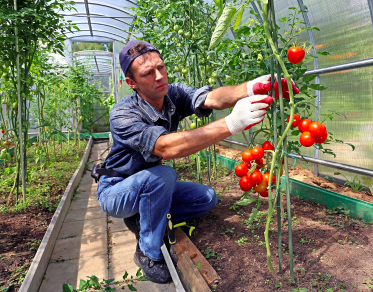 Подкормка томатов в теплице: какие удобрения, и когда использовать