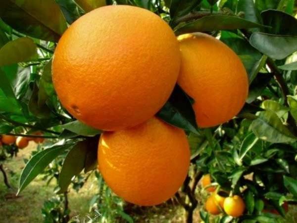 Апельсиновое дерево в домашних условиях- выращивание, уход и размножение