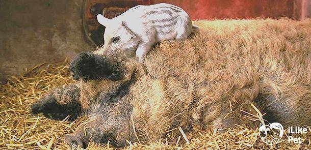 Порода свиней мангал: описание, кормление, отзывы